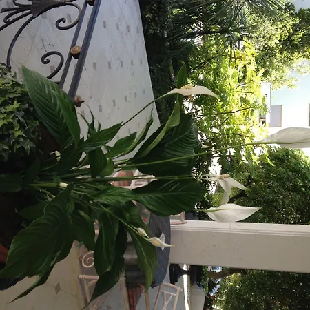 Palace Regina Ξενοδοχείο